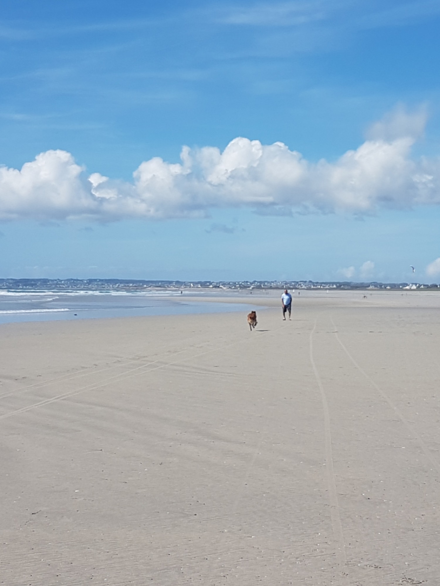 Hund am weiten Sandstrand